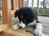 Adorables chiots Border Collie à vendre