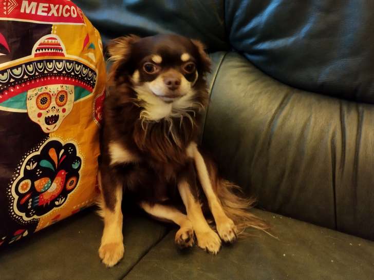 Chihuahua mâle à vendre