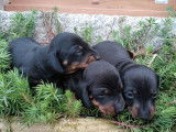 2 chiots Teckels Nains LOF mâles au pelage noir et feu à réserver