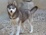 Des chiots Huskies LOF à vendre