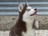 Des chiots Huskies LOF à vendre