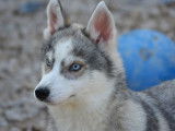 Des chiots Huskies LOF à vendre