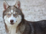 Des chiots Huskies LOF à vendre