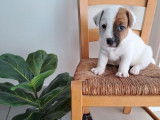 À réserver : 3 chiots mâles Jack Russell Terriers LOF