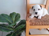 À réserver : 3 chiots mâles Jack Russell Terriers LOF