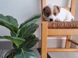 À réserver : 3 chiots mâles Jack Russell Terriers LOF