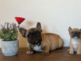Chiot mâle Bouledogue Français LOF, à vendre