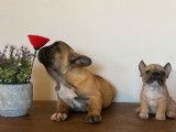 Chiot mâle Bouledogue Français LOF, à vendre