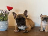 Chiot mâle Bouledogue Français LOF, à vendre