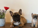 Chiot mâle Bouledogue Français LOF, à vendre