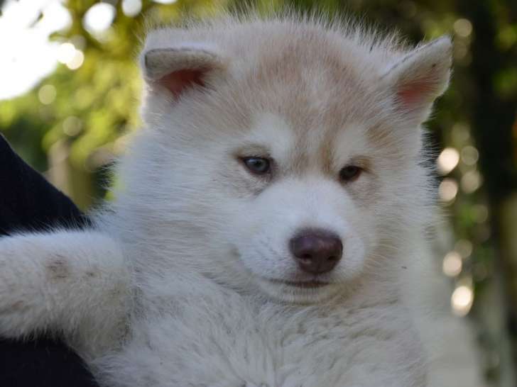 7 chiots Huskies Sibériens LOF, à réserver