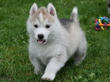 7 chiots Huskies Sibériens LOF, à réserver