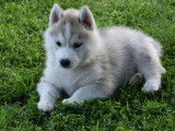 7 chiots Huskies Sibériens LOF, à réserver