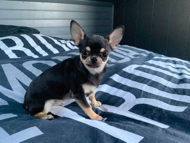 Chiot mâle Chihuahua LOF à vendre