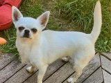 Chiot mâle Chihuahua LOF à vendre