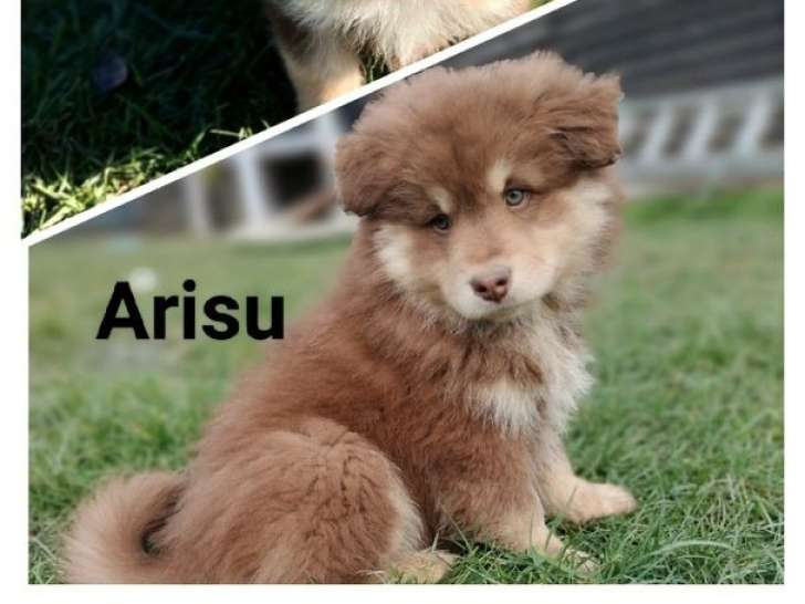 2 chiots Finnois de Laponie LOF à vendre