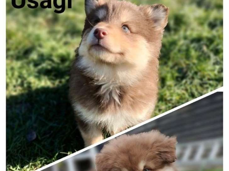 5 chiots Finnois de Laponie LOF à réserver