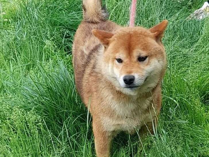 Un chien mâle Shiba Inu LOF disponible à la vente