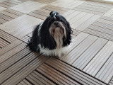 Chien Shih Tzu Mâle à vendre