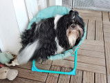 Chien Shih Tzu Mâle à vendre
