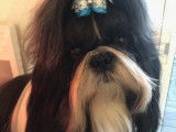 Chien Shih Tzu Mâle à vendre