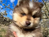 Chiots Pomsky F2 à vendre