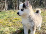 Chiots Pomsky F2 à vendre