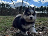 Chiots Pomsky F2 à vendre