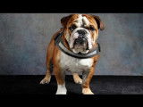 Rocco en shooting
