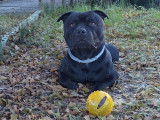 Cherche femelle Staffordshire Bull Terrier pour saillie