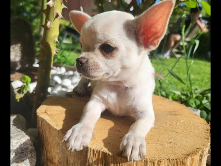 Femelles Chihuahua à vendre