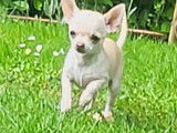 Femelles Chihuahua &agrave; vendre
