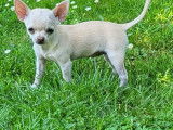 Femelles Chihuahua &agrave; vendre