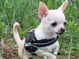 Femelles Chihuahua &agrave; vendre