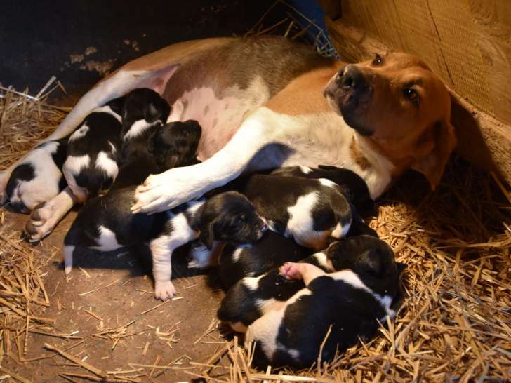 Chiots Springer croisé Anglo