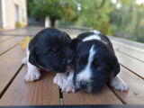 Chiots Springer croisé Anglo
