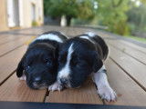 Chiots Springer croisé Anglo
