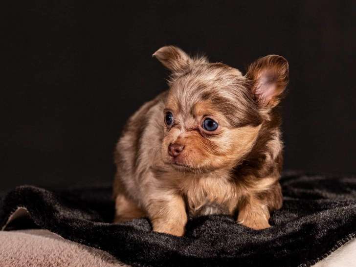 Magnifique Chihuahua mâle merle à vendre