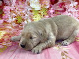 Chiots Golden Retrievers à vendre (3 Femelles & 4 Mâles)
