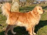 Chiots Golden Retrievers à vendre (3 Femelles & 4 Mâles)