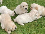 Chiots Golden Retrievers à vendre (3 Femelles & 4 Mâles)