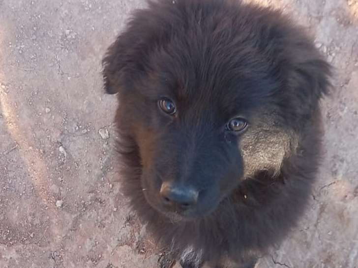 Teddy, chiot à adopter