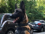Beau et grand Malinois disponible pour saillies