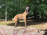 Beau et grand Malinois disponible pour saillies
