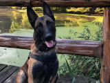 Beau et grand Malinois disponible pour saillies