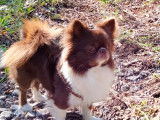De race Chihuahua disponible pour saillie