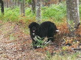 Mâle Terre-Neuve LOF noir et blanc disponible pour saillie