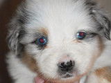 &Agrave; vendre 5 chiots Bergers Am&eacute;ricains Miniatures bleu merle LOF