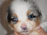 &Agrave; vendre 5 chiots Bergers Am&eacute;ricains Miniatures bleu merle LOF