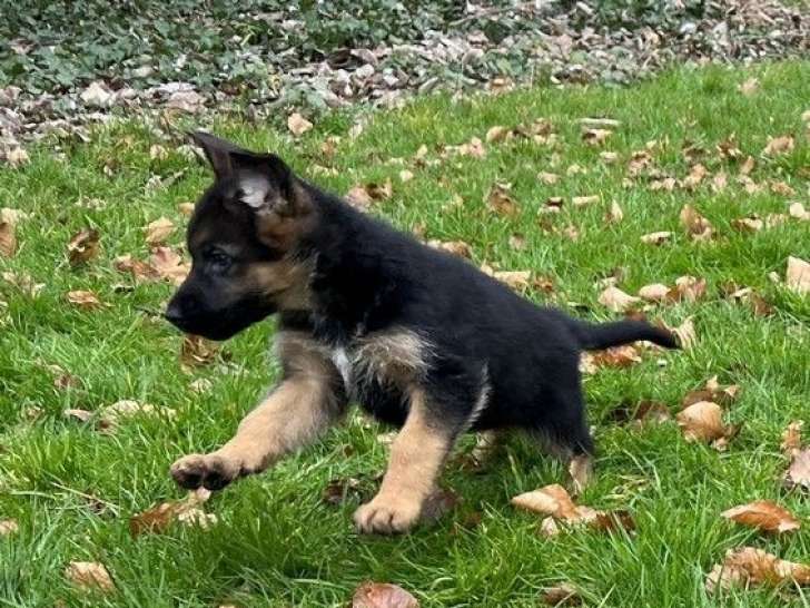 2 chiots Bergers Allemands noir et fauve LOF disponibles